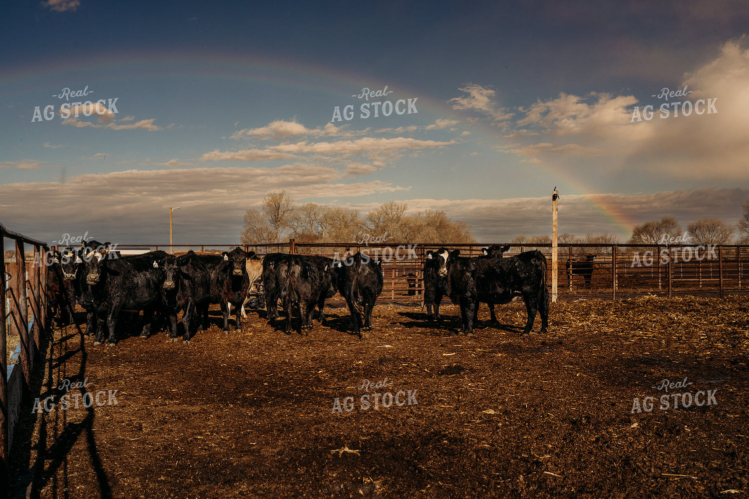 Rainbow Over Cattle Lots 196289