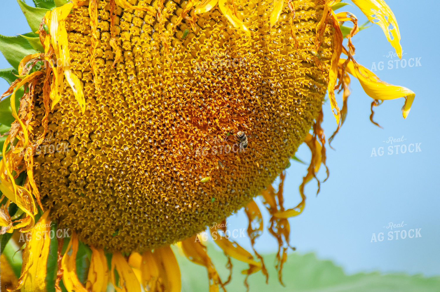 Bee on Sunflower 103076