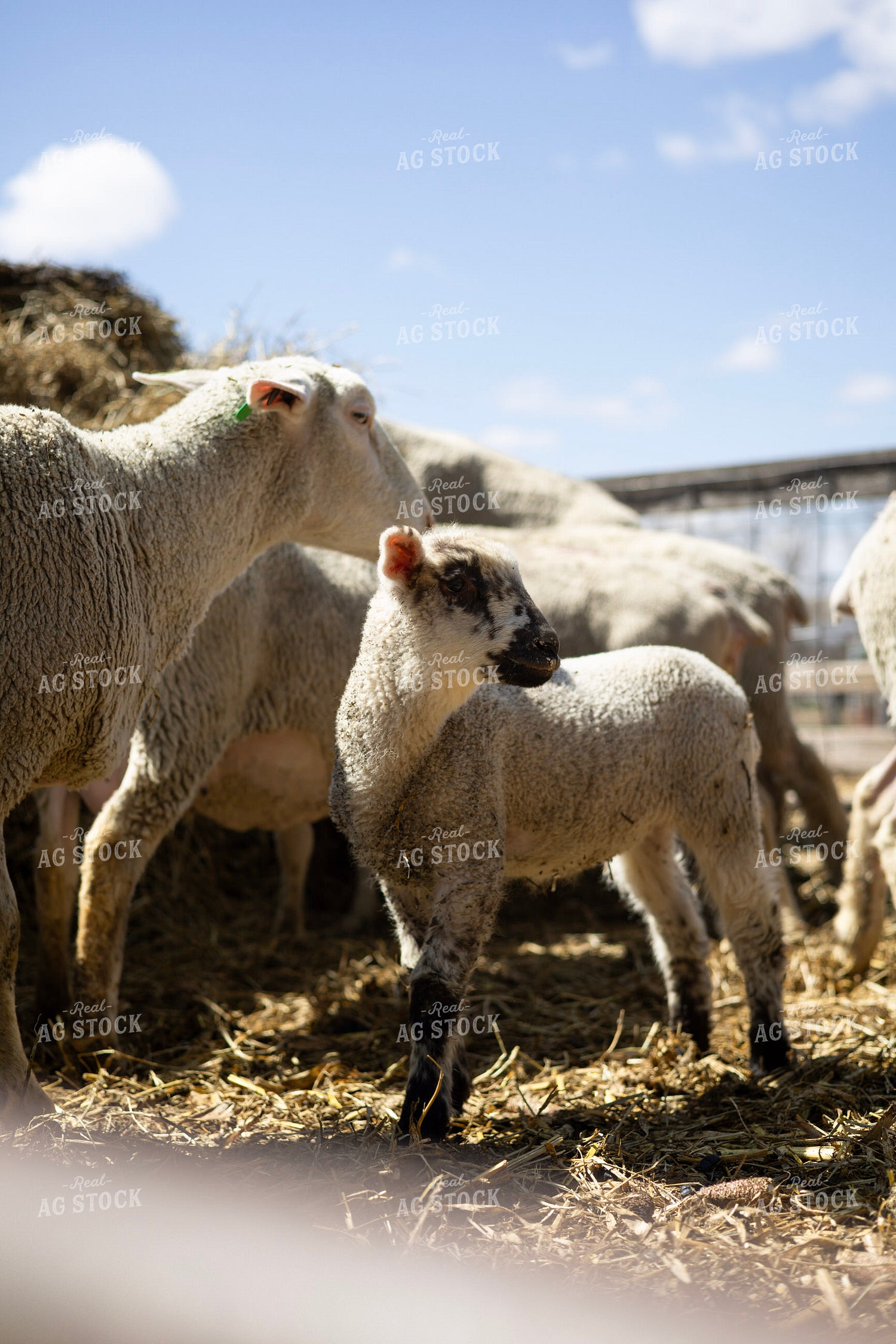 Sheep and Lambs 305037