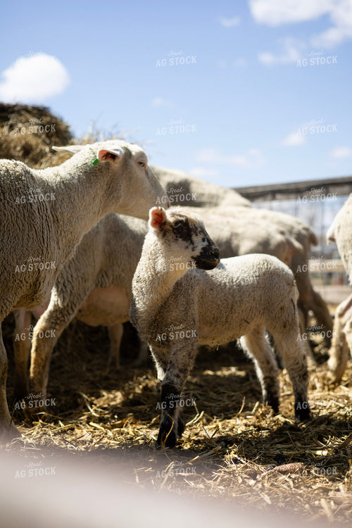 Sheep and Lambs 305037