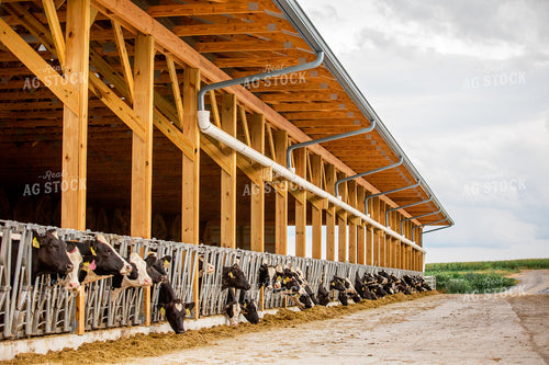 Holstein Cattle Eating in Freestall Barn 270174