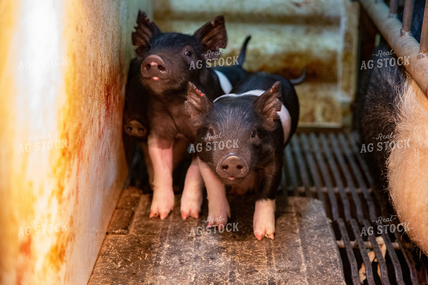 Piglets 90106