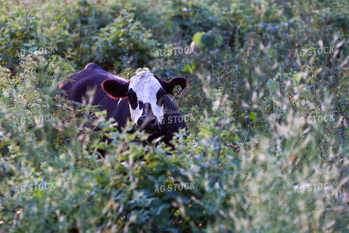 Cattle on Pasture 160243
