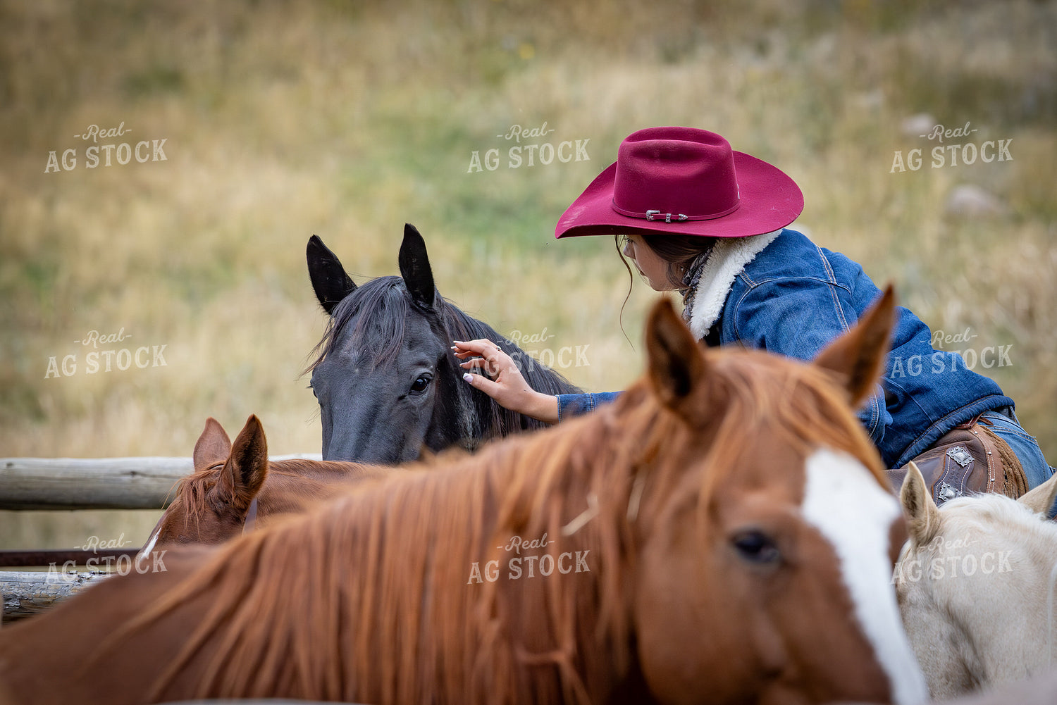 Cowgirl with Horses 290027