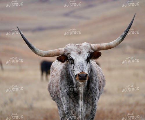 Longhorn Cattle 293017