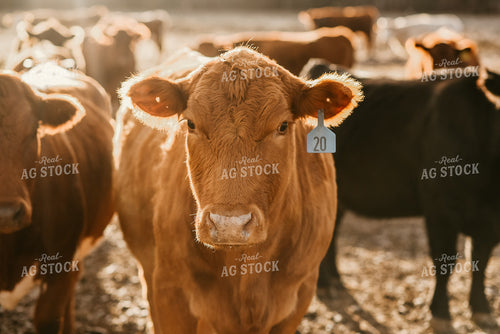 Cattle in Farmyard 64283