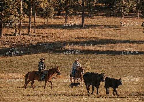 Ranchers on Horseback with Cattle 66076