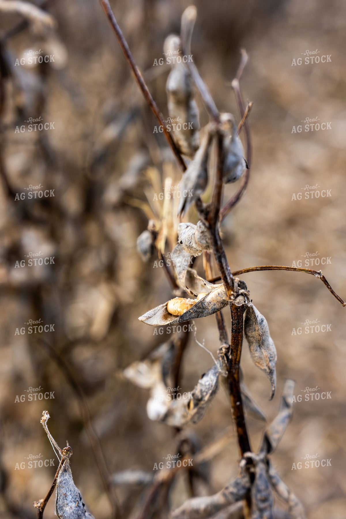 Dried Soybean Pods Ready for Harvest pod shatter, due to heat and moisture 407007