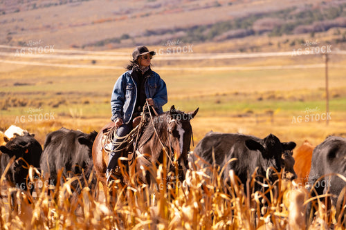 Rancher Herding Cattle on Horseback 163026