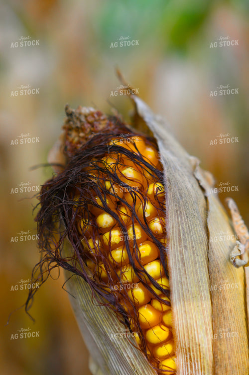 Dried Corn Ear 191233