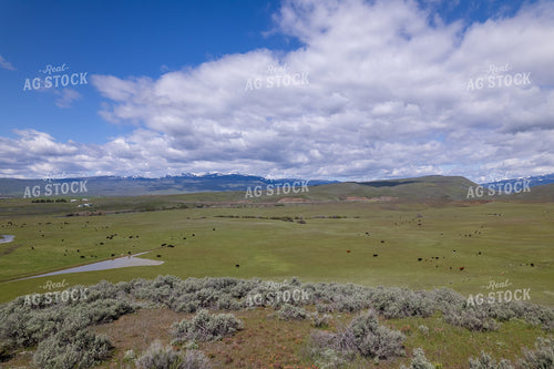 Aerial of Cattle on Pasture 65740