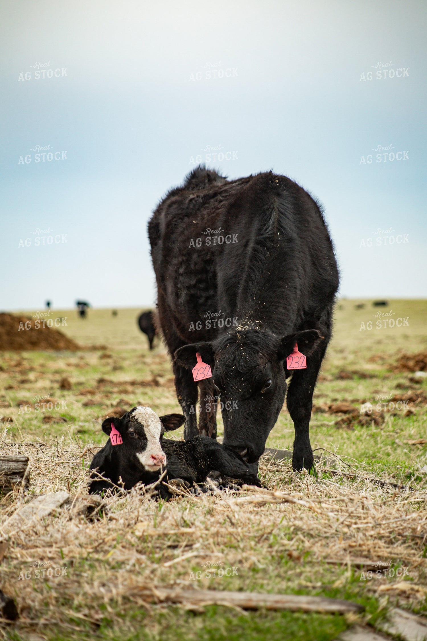 Cow Calf Pair 155673