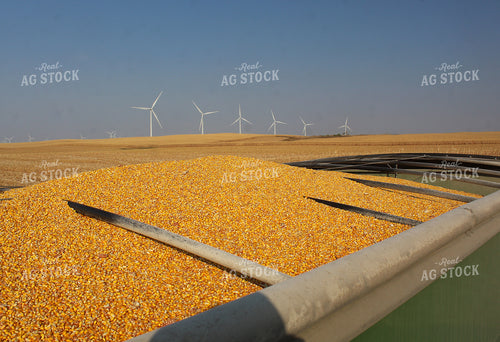 Harvested Corn in Semi Trailer 141189