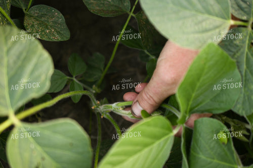 Scouting Soybeans 191210