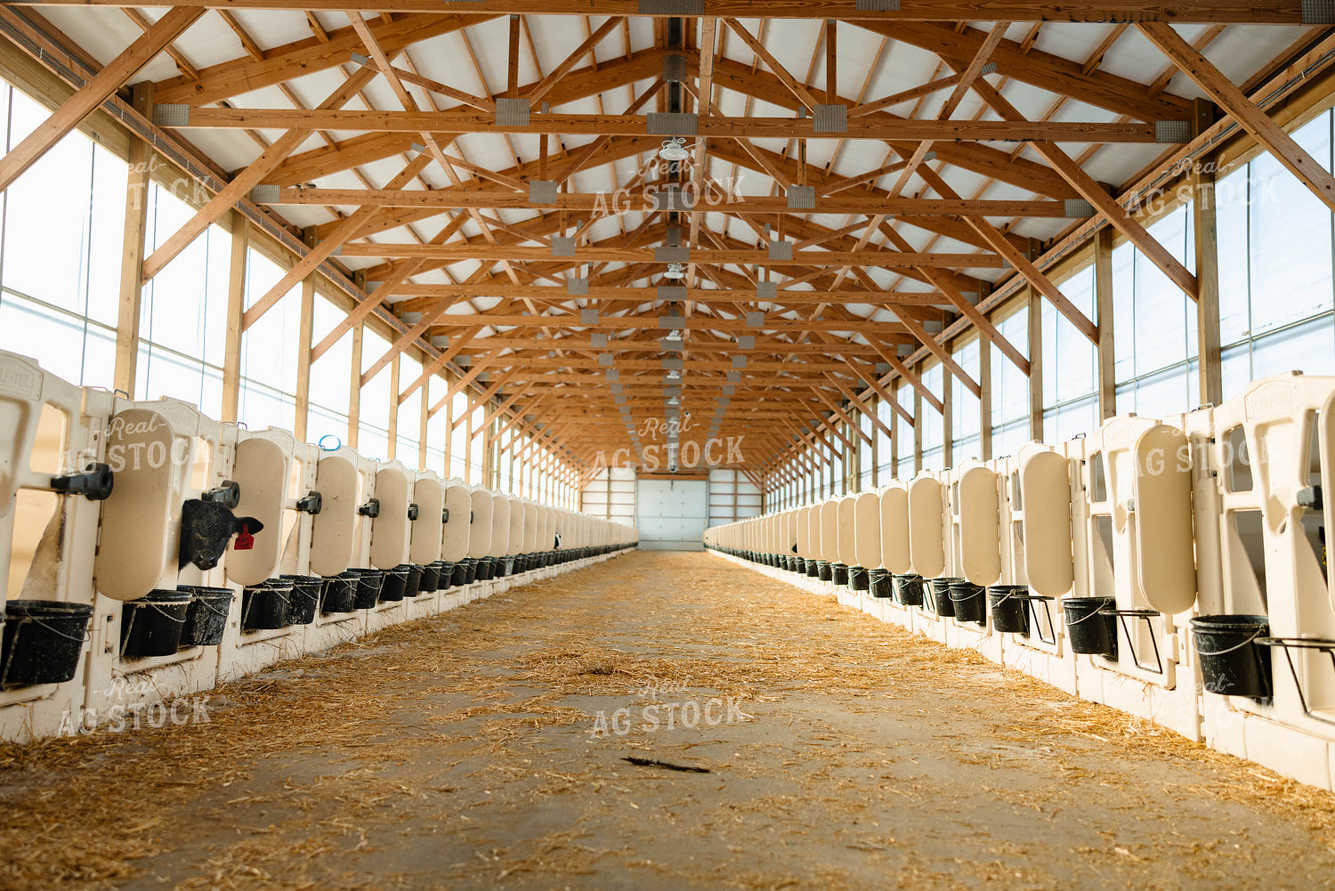 Calf Barn 152408