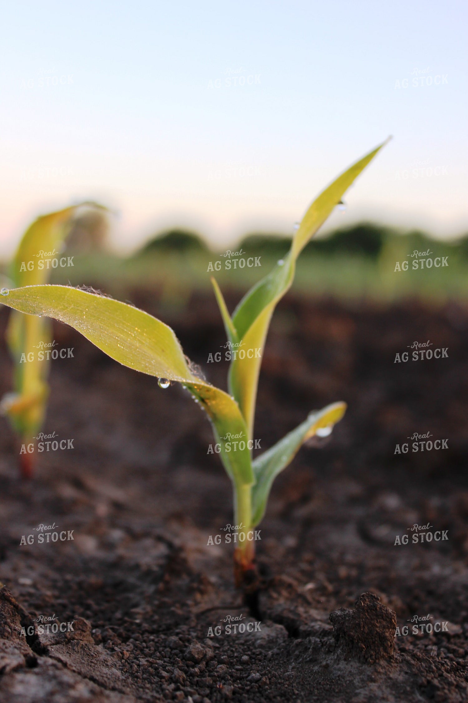 Dew on Early Growth Corn 214002