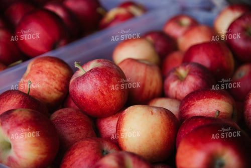 Gala Apples 137081