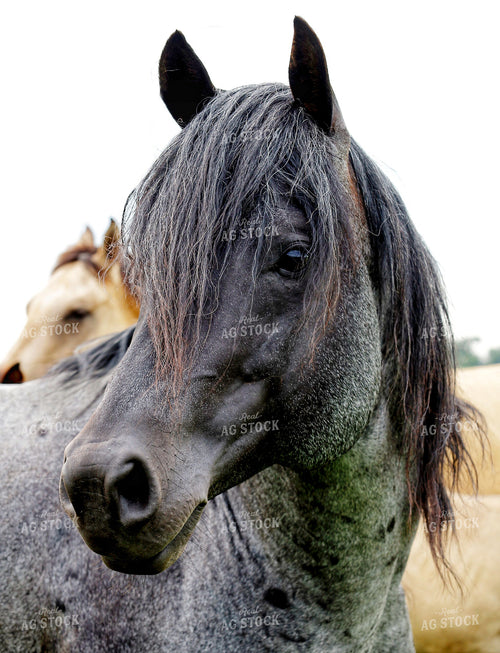 Horse Close Up 141584
