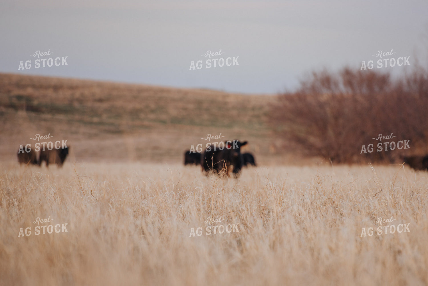 Angus Cattle Grazing in Pasture 68030
