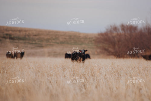 Angus Cattle Grazing in Pasture 68030
