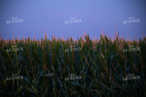 Sunset Over a Corn Field 25293