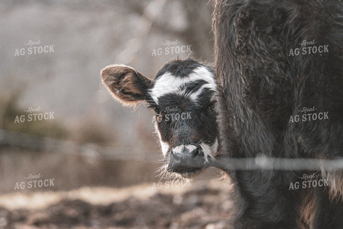 Calf 162002