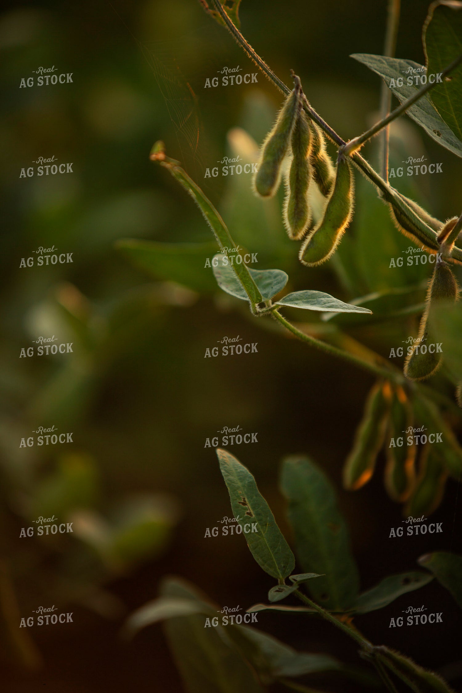 Soybeans - Mid-Season 2379