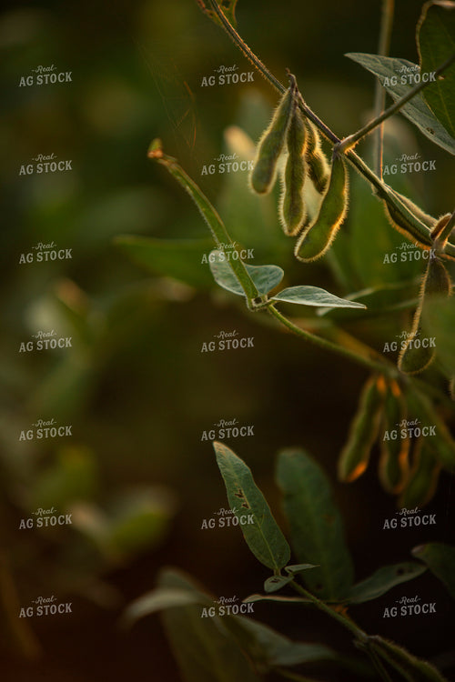 Soybeans - Mid-Season 2379