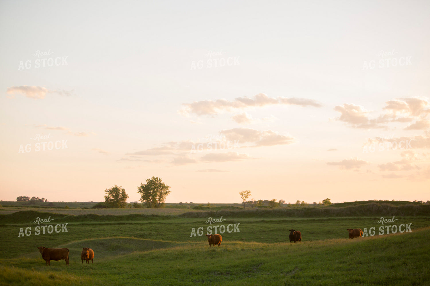 Cattle 1703