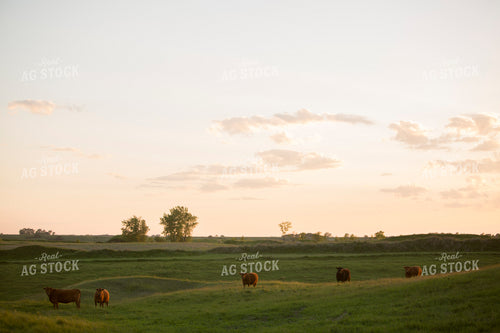 Cattle 1703