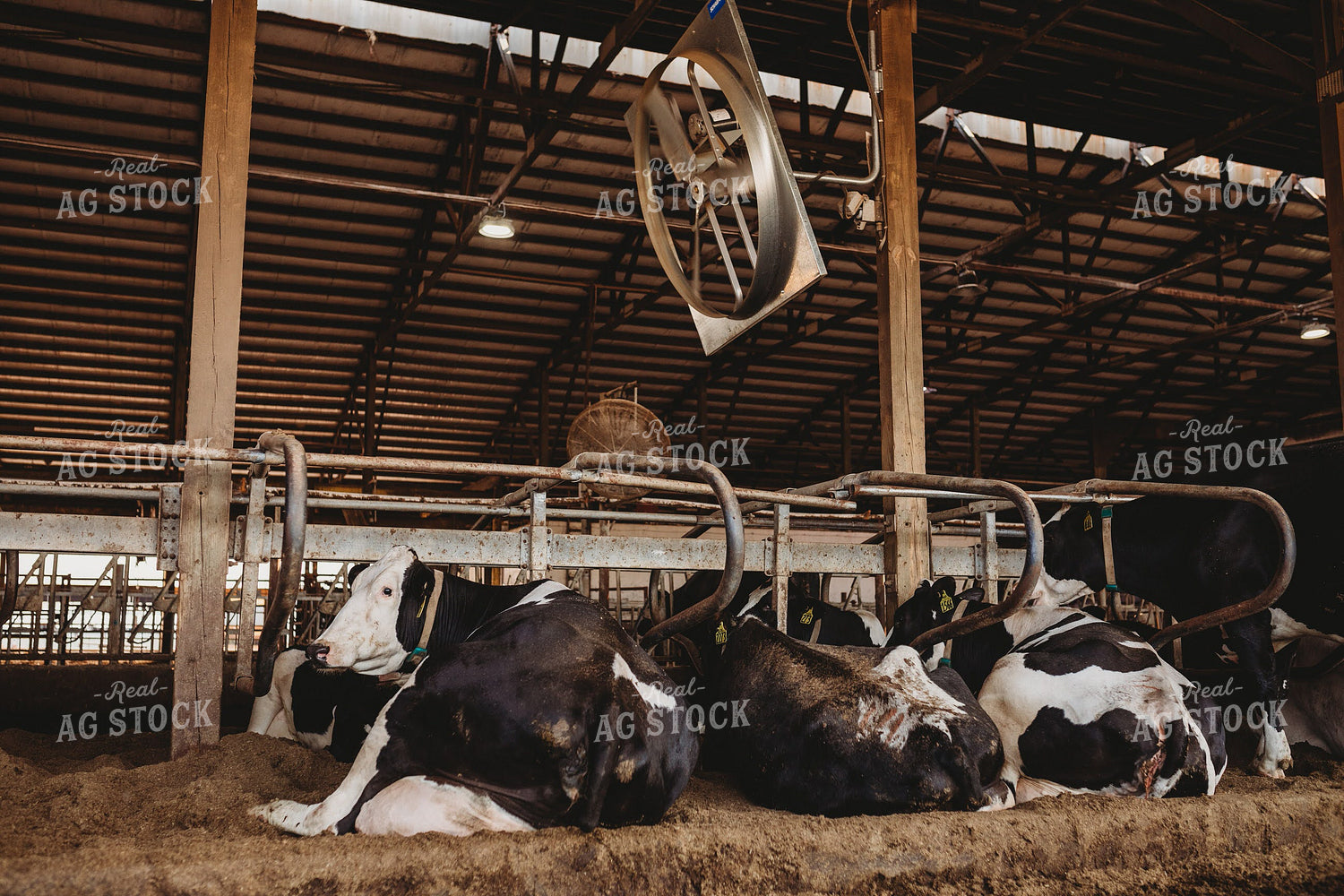 Holstein Cattle in Open Air Barn 152216