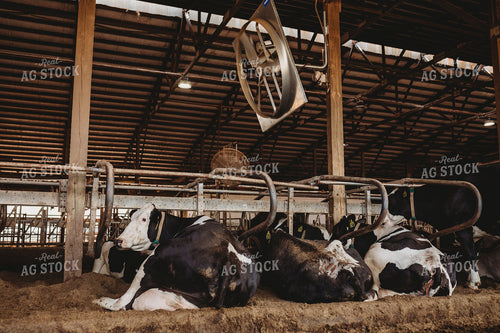Holstein Cattle in Open Air Barn 152216