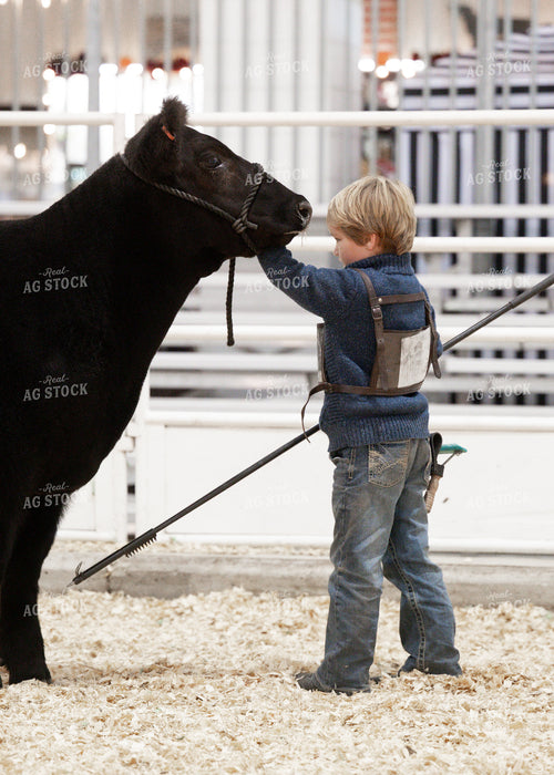 Showing Cattle 171033