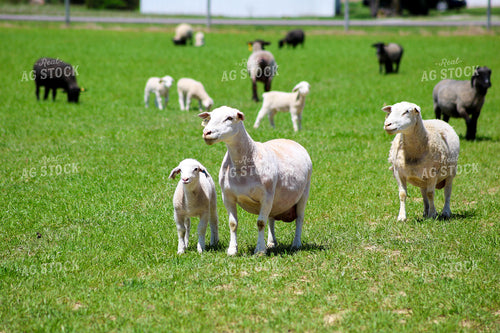 Lambs and Ewes 84279