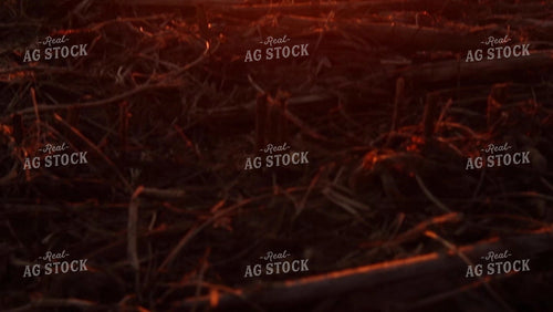 Soybean Video - Sunset on Partially Harvested Field (Panning Up) 2501