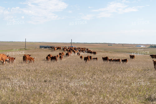 Herding Cattle 212017