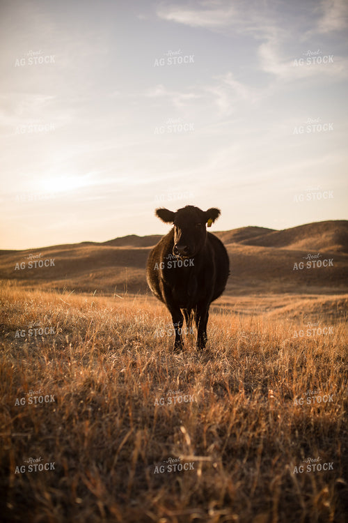 Angus Cattle on Pasture 147003