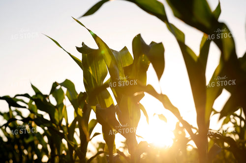 Early Growth Corn Field 129149