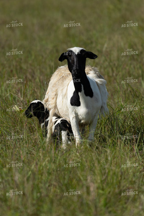 Sheep on Pasture 71044