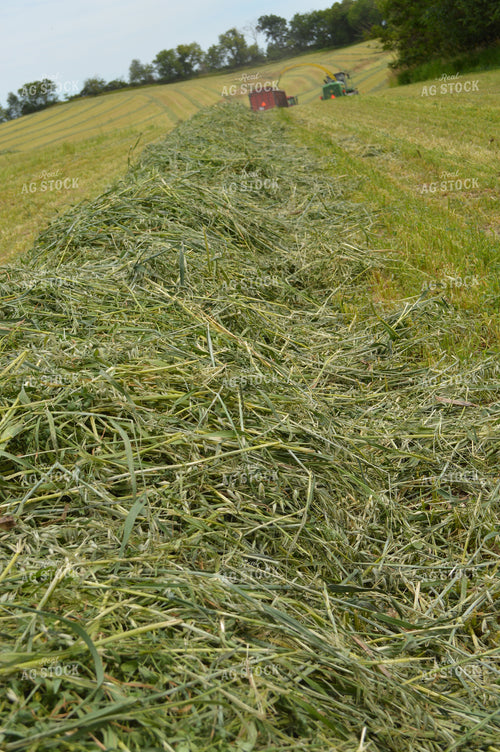 Harvesting Hay Silage 206056