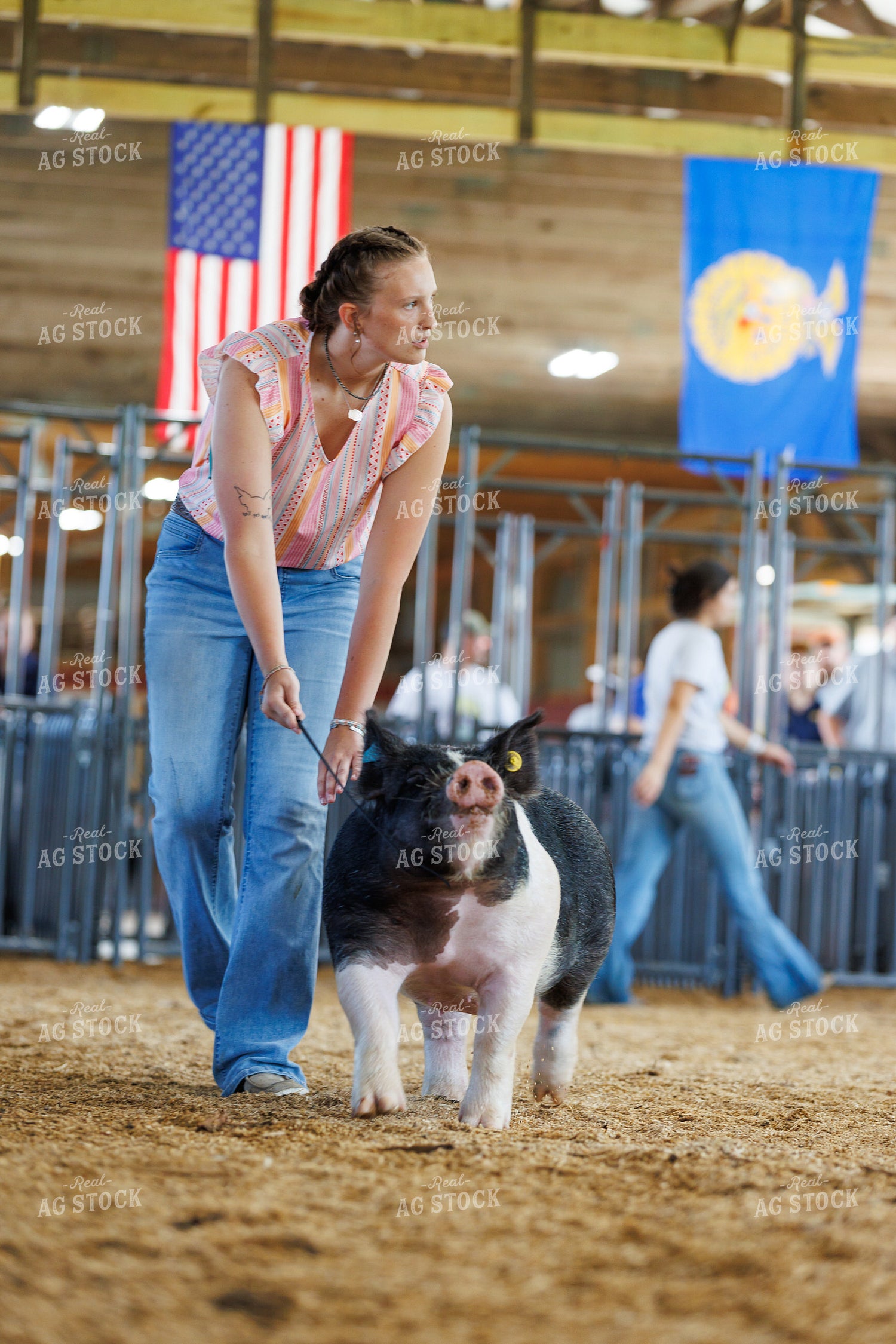 Showing Pigs 295096