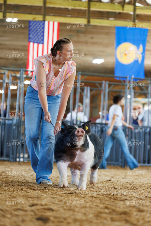 Showing Pigs 295096
