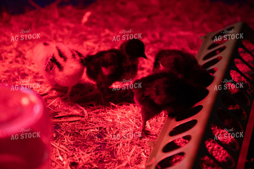 Chicks Under Warmer 117341