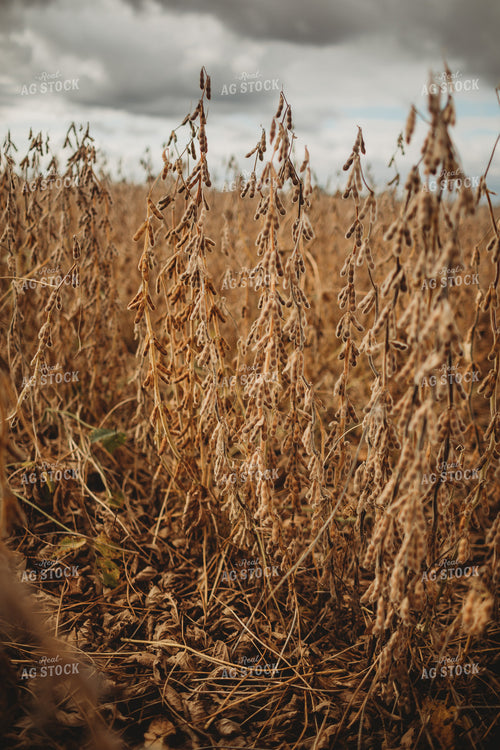 Dry Soybeans Under Cloudy Sky 3368