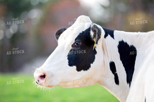 Holstein Cow 55282