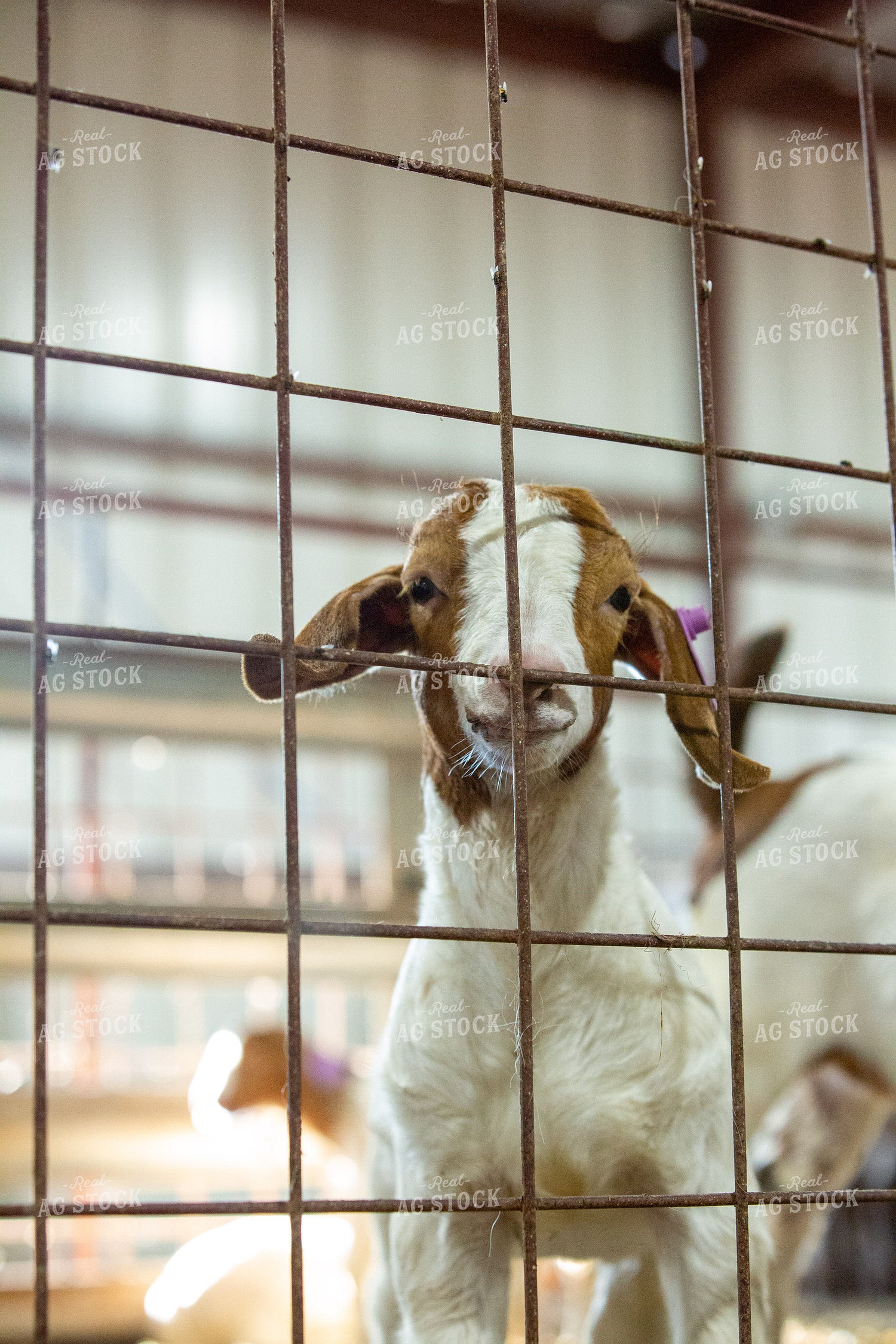 Boer Goat 134051