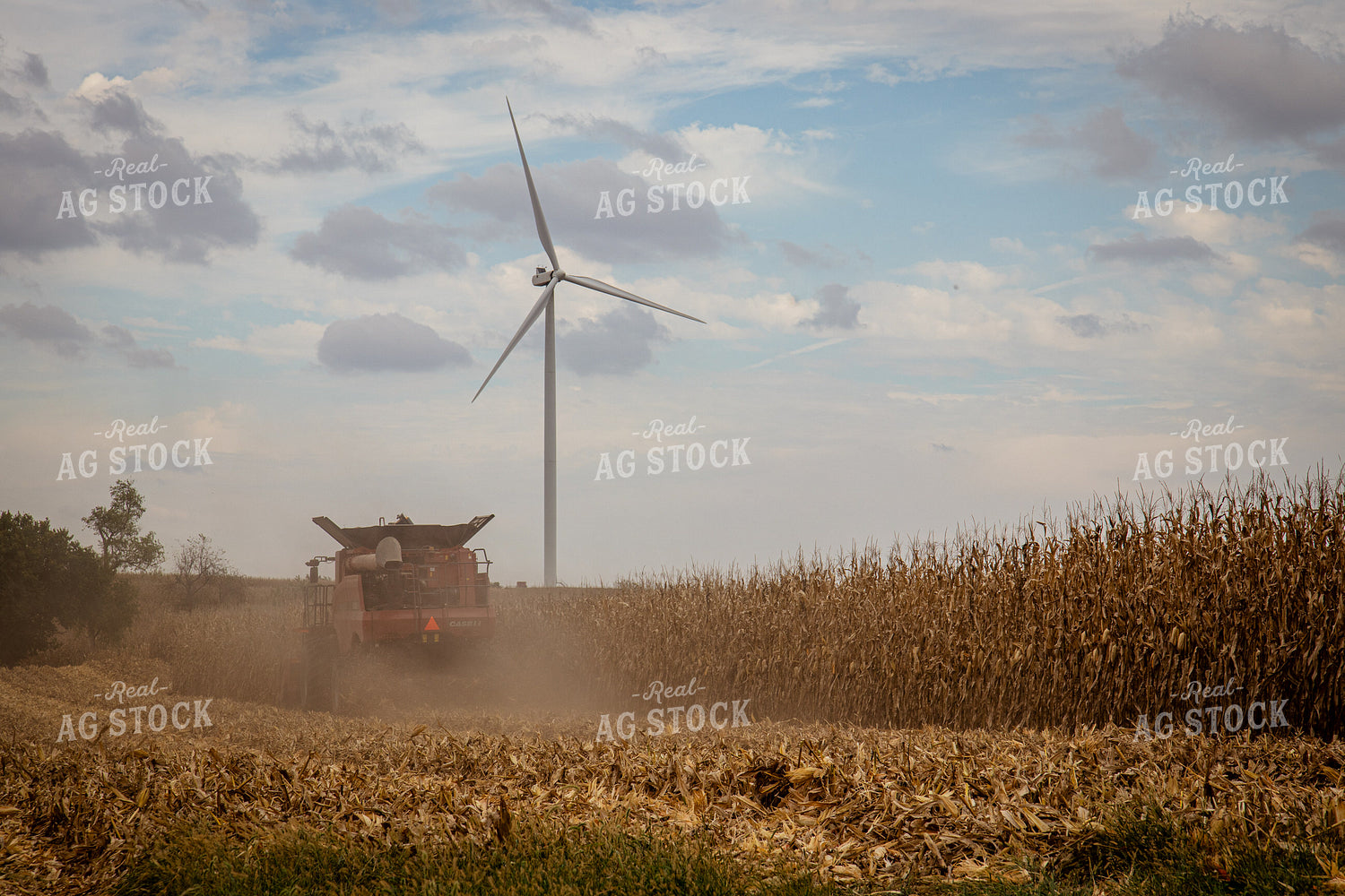 Corn Harvest 268189