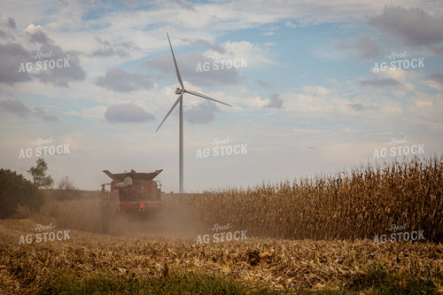 Corn Harvest 268189