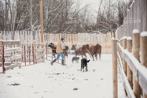 Working Cattle with Dog in Winter 64014