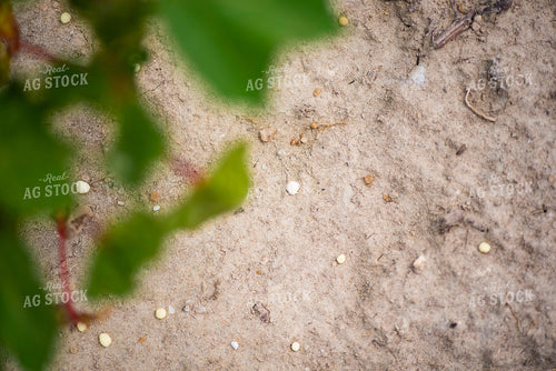 Dry Fertilizer in Cotton Field 136228
